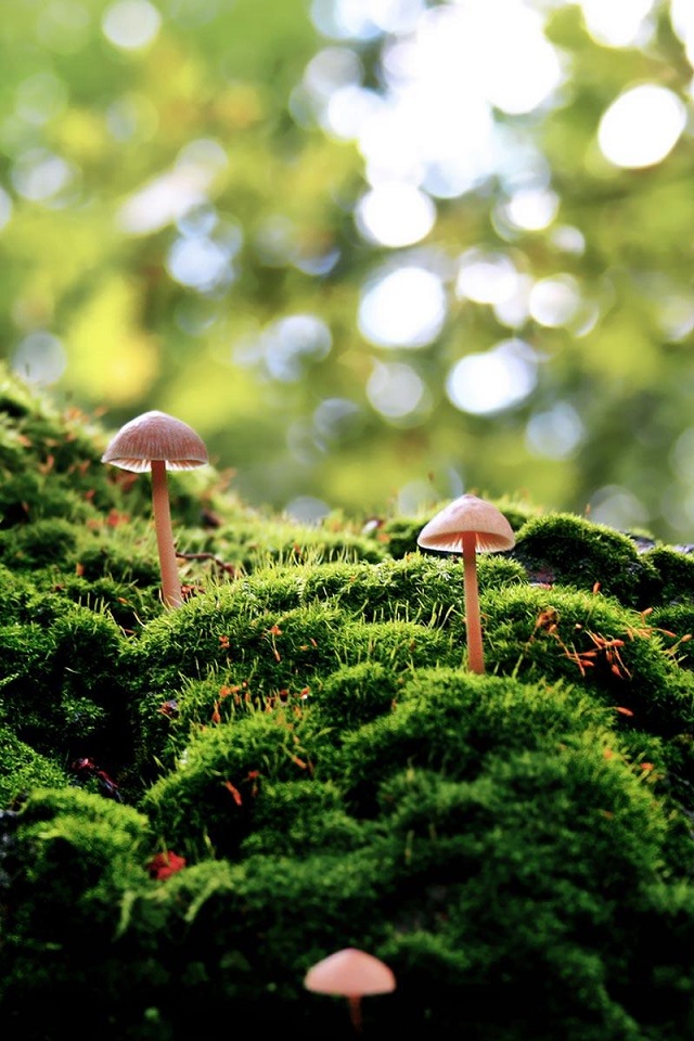 Rudens karalienes – sēnes